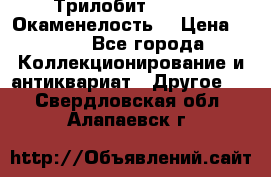 Трилобит Asaphus. Окаменелость. › Цена ­ 300 - Все города Коллекционирование и антиквариат » Другое   . Свердловская обл.,Алапаевск г.